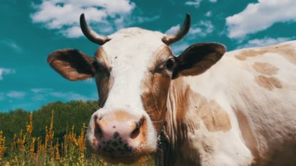 美しいグレーと白の牛は空を背景に牧草地に放牧します。スローモーション — ストック動画