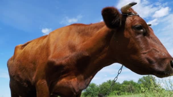 Γκρίζα αγελάδα που βόσκουν στο Λιβάδι στο φόντο του ουρανού. Αργή κίνηση — Αρχείο Βίντεο