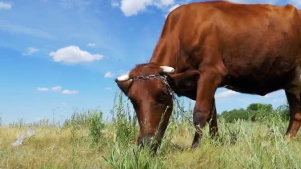 Cow Grazing em um prado perto da aldeia — Vídeo de Stock