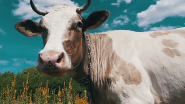 Gökyüzü arka plan üzerinde bir çayır üzerinde otlatma güzel gri ve beyaz inek. Ağır çekim — Stok video