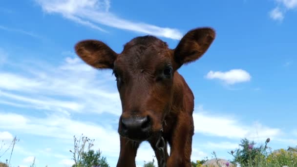 The Gray Calf Cow Graze on a Meadow on Sky Background (en inglés). Moción lenta — Vídeo de stock