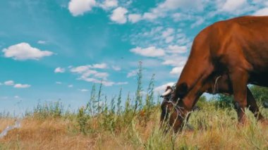 İnek otlatma köyü yakınlarında bir çayırda
