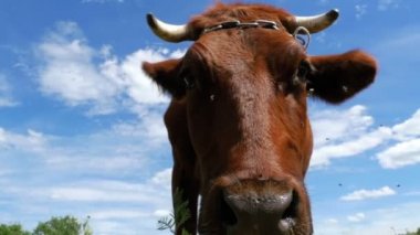 Çayır üzerinde otlatma ve gökyüzü arka plan kamerada kokulu güzel gri inek. Ağır çekim