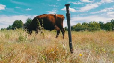Bir zincir bir çayırda otlatma gri inek bağlı