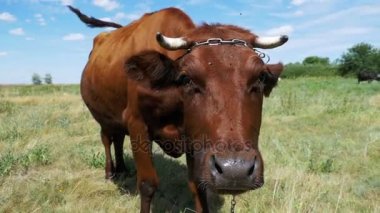 Çayır üzerinde otlatma ve gökyüzü arka plan kamerada kokulu gri inek. Ağır çekim