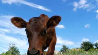 Gökyüzü arka plan ve kamera kokulu bir çayır üzerinde gri buzağı inek sıyırdı. Ağır çekim