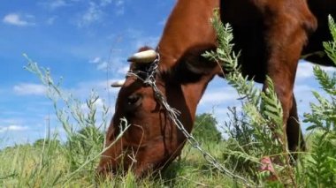 İnek otlatma köyü yakınlarında bir çayırda