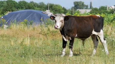 Çayır üzerinde otlatma güzel gri ve beyaz boğa