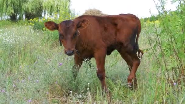 A szürke borjú tehén Graze a réten — Stock videók