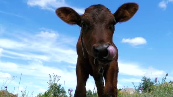 The Gray Calf Cow Graze on a Meadow on Sky Background (en inglés). Moción lenta — Vídeo de stock