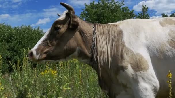 Beau pâturage de vache grise et blanche sur prairie — Video