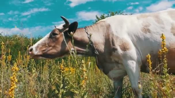 Mooie grijze en witte koe grazen in de weide — Stockvideo