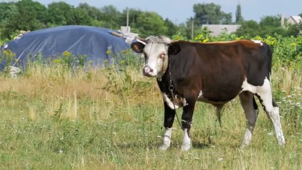 Piękne białe i szare Bull pasące się na łące — Wideo stockowe