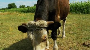 Çayır üzerinde otlatma güzel gri ve beyaz boğa