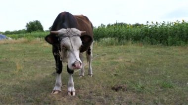 Çayır üzerinde otlatma güzel gri ve beyaz boğa