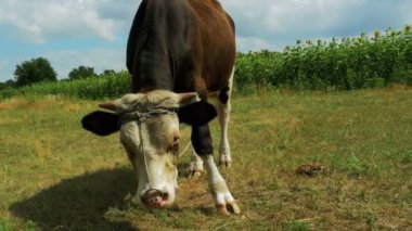 Çayır üzerinde otlatma güzel gri ve beyaz boğa
