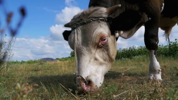 放牧对草地上天空背景美丽的灰色和白色公牛。慢动作 — 图库视频影像