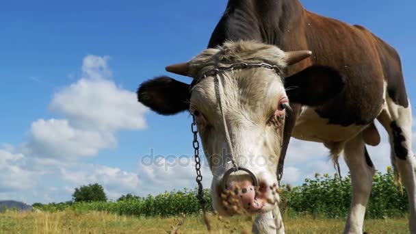 Mooie grijze en witte stier grazen in de weide op hemelachtergrond. Slow Motion — Stockvideo