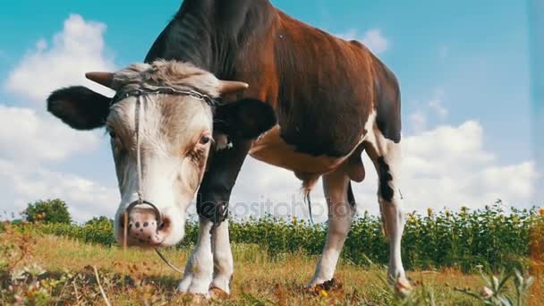 放牧对草地上天空背景美丽的灰色和白色公牛。慢动作 — 图库视频影像