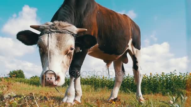 Hermoso gris y blanco Bull Grazing en el prado en el cielo de fondo. Moción lenta — Vídeos de Stock