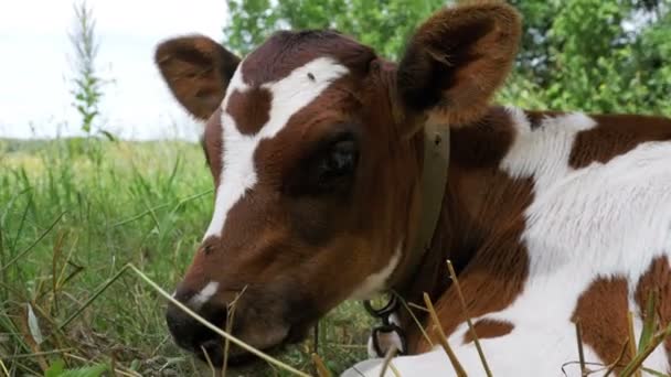 Vaca de ternera gris y blanca acostada en el prado y mastica hierba — Vídeo de stock