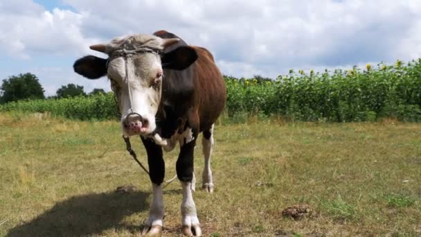 Mooie grijze en witte stier grazen in de weide — Stockvideo