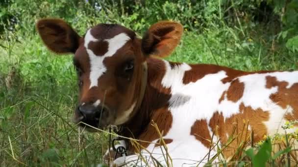 Серо-белая телячья корова, лежащая на лугу и жующая траву — стоковое видео