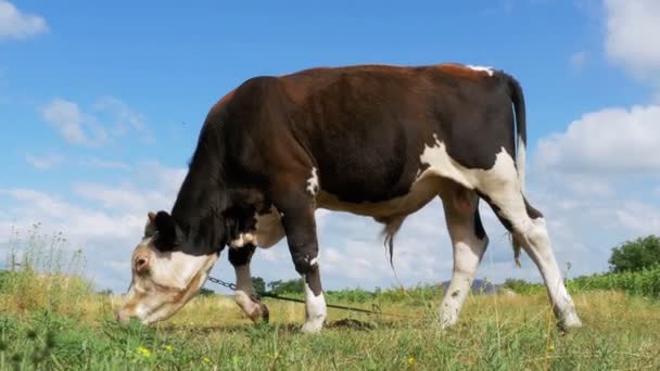 Hermoso gris y blanco toro pastando en el prado en el cielo fondo — Vídeos de Stock