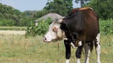 Çayır üzerinde otlatma güzel gri ve beyaz boğa