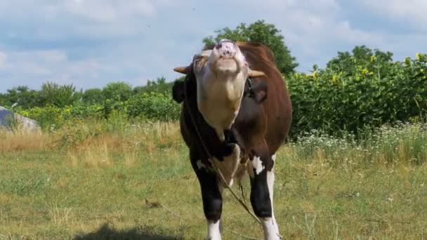 Vacker grå och vit tjur som betar på ängen — Stockvideo