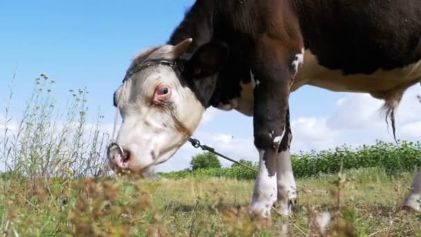 Beautiful Gray and White Bull Grazing on Meadow on Sky Background (em inglês). Movimento lento — Vídeo de Stock