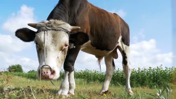 Beautiful Gray and White Bull Grazing on Meadow on Sky Background (em inglês). Movimento lento — Vídeo de Stock