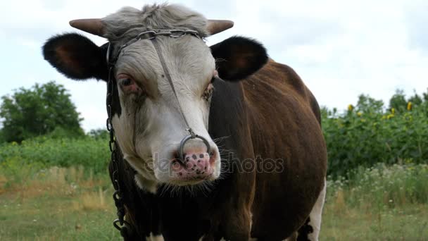 Hermoso gris y blanco toro pastando en el prado — Vídeo de stock