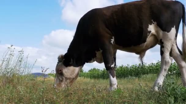 放牧对草地的天空背景上的美丽的灰色和白色公牛 — 图库视频影像