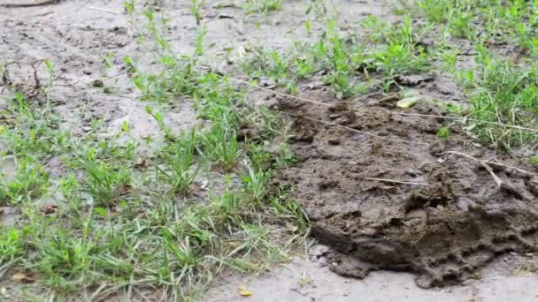 La bouse de vache repose sur le sol 