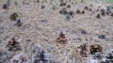 Külah bir çam ormanı içinde. Kamera hareketleri düşük zemin üzerinde