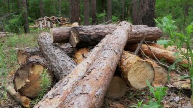 Kesme günlükleri bir ormanda dizilir