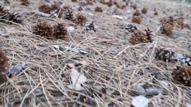 Külah bir çam ormanı içinde. Kamera hareketleri düşük zemin üzerinde