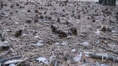 Külah bir çam ormanı içinde. Kamera hareketleri düşük zemin üzerinde