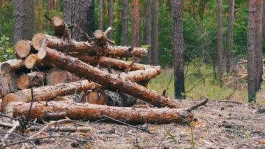 Ormanda devrilmiş ağaç gövdeleri