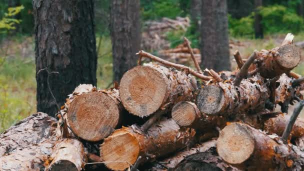 Стовбури повалив дерева в лісі. Складання журнали валять в купі — стокове відео