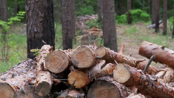 Κοπεί κορμούς που πέφτει πάνω σε κορμούς δέντρων στο δάσος — Αρχείο Βίντεο