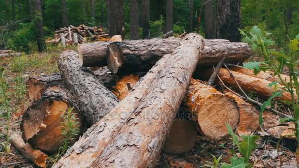 森の中で木の幹を伐採し — ストック動画