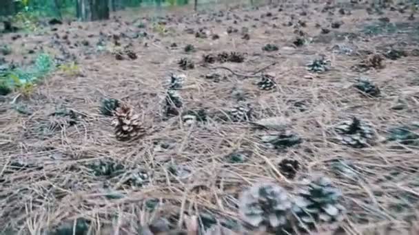 Cones em uma floresta de pinheiro. A câmera se move baixo sobre o solo — Vídeo de Stock