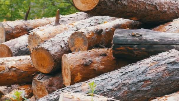 I tronchi tagliati sono impilati in una foresta — Video Stock