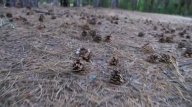 Külah bir çam ormanı içinde. Kamera hareketleri düşük zemin üzerinde