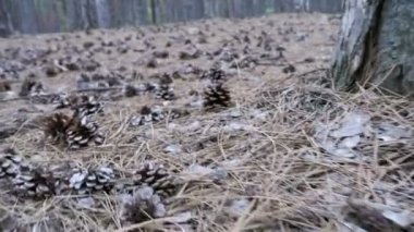 Külah bir çam ormanı içinde. Kamera hareketleri düşük zemin üzerinde