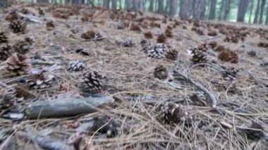 Külah bir çam ormanı içinde. Kamera hareketleri düşük zemin üzerinde