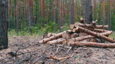 Ormanda devrilmiş ağaç gövdeleri