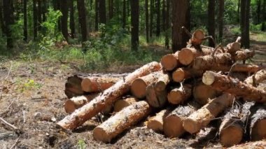 Ormanda devrilmiş ağaç gövdeleri